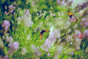 The Anxiety Garden